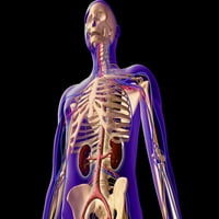 Прозрачен изглед на човешкото тяло, показващ отпечатък на плакати за бъбреци и скелетни системи