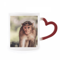Маймуна животинска топлина, чувствителна към чаша червен цвят, смяна на каменни изделия чаша