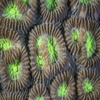 Коралните полипи растат на риф в Индонезия. Този тропически регион, в рамките на кораловия триъгълник, е дом на невероятно разнообразие от печат на плакат за морски живот