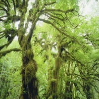 Олимпийски NP мъх, растящ от дървета от Кристофър Талбот Франк