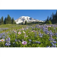 Posterazzi DPI Wildflower Meadow Mount Rainier National Park Washington Poster Promk, 12