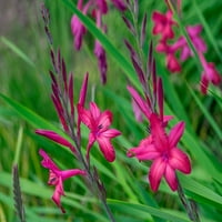 Pink Gladiolus от Lisa S. Engelbrecht