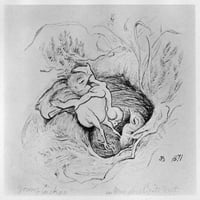 Blackburn: Birds, 1871. N'the Cuckoo в гнездото на пипита. Илюстрация от Джемима Блекбърн, 1871. Печат на плакати от